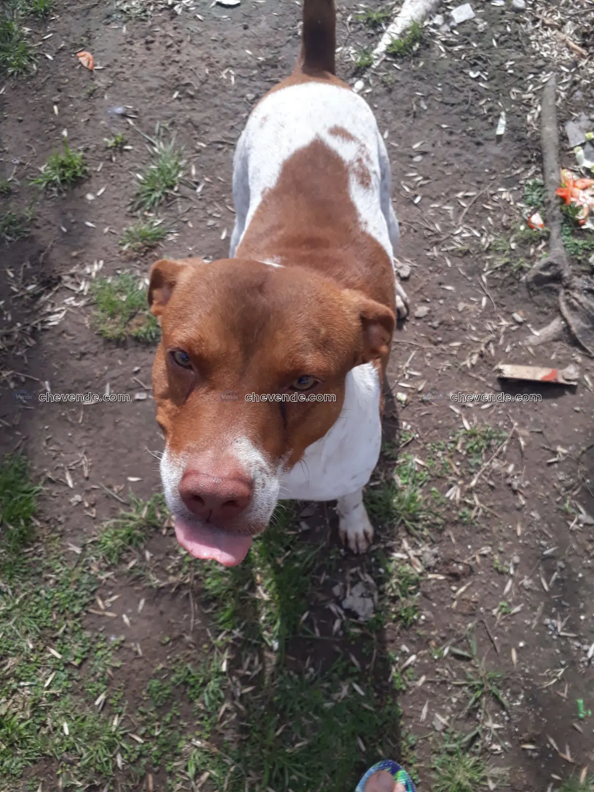 Perro mestizo . PEPE