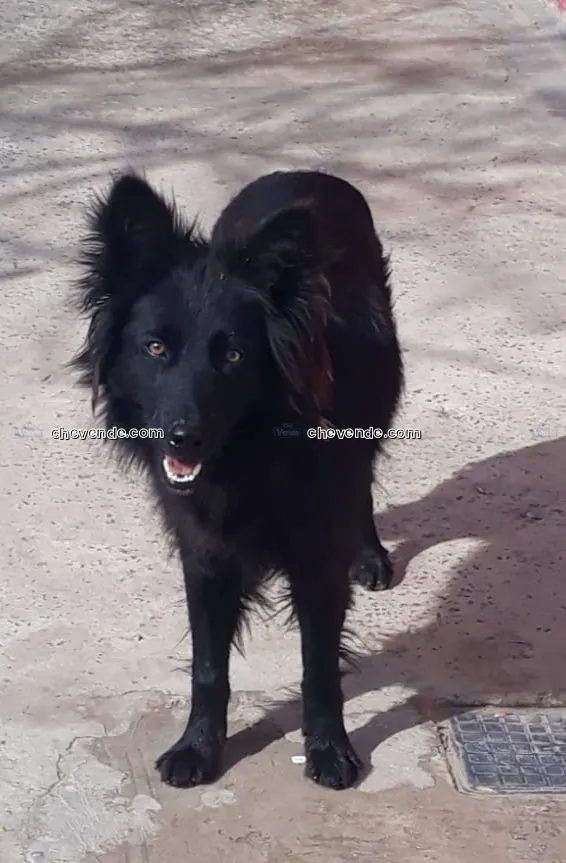 Perra mestiza LUNA