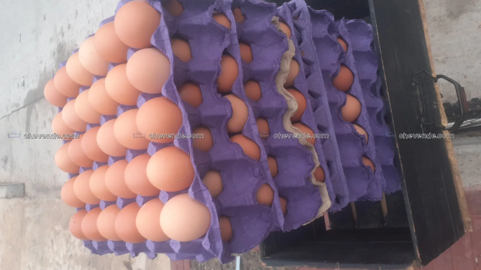 Huevos de campo